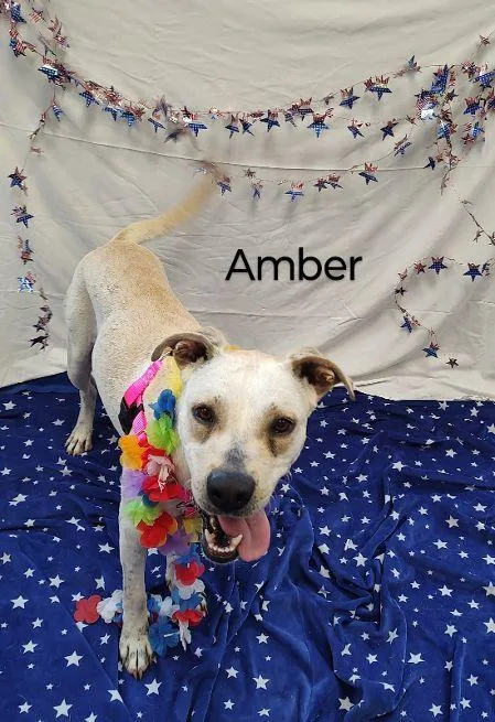 Amber thumbnail 2