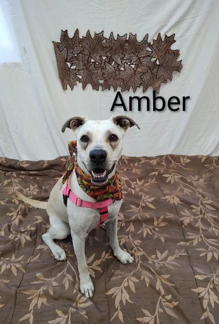 Amber thumbnail 4