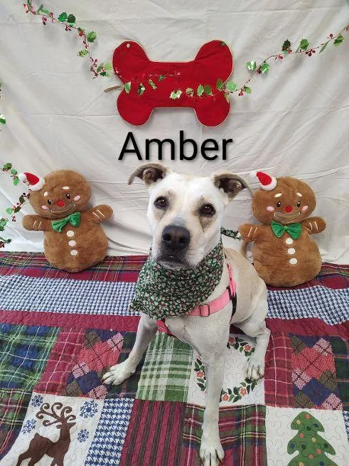 Amber thumbnail 6