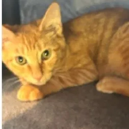 A baby medium-sized male Orange / Red Domestic Short Hair cat named Jojo for adoption in Monroe, NC