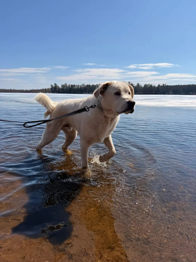 An adult extra large-sized male Apricot / Beige Cane Corso dog named Kane for adoption in Mora, MN