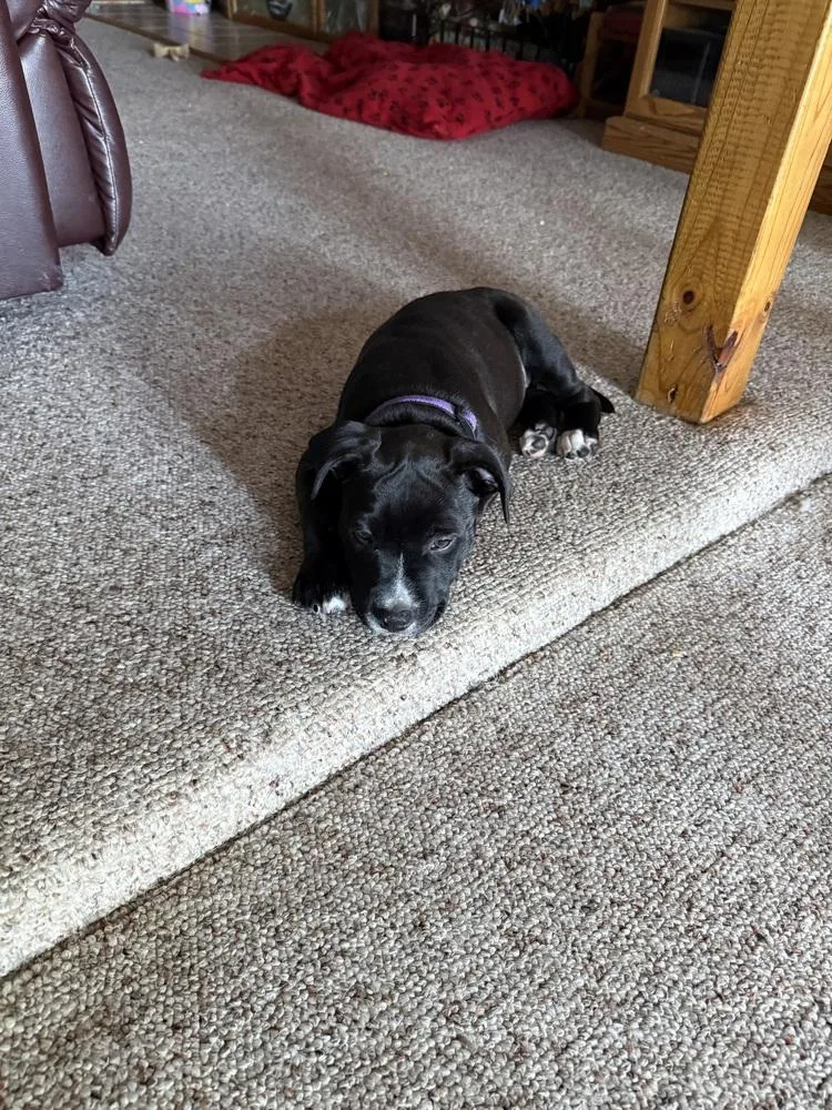 A baby medium-sized female Tricolor (Brown, Black, & White) Boxer dog named Brandy for adoption in Plymouth, MI