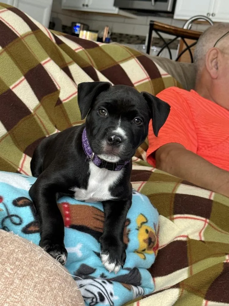 Brandy thumbnail 4
