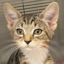 A young medium-sized female Domestic Short Hair cat named Lilly for adoption in Ocean Isle Beach, NC