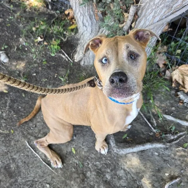 A senior medium-sized male Terrier dog named Hunter for adoption in Long Beach, CA