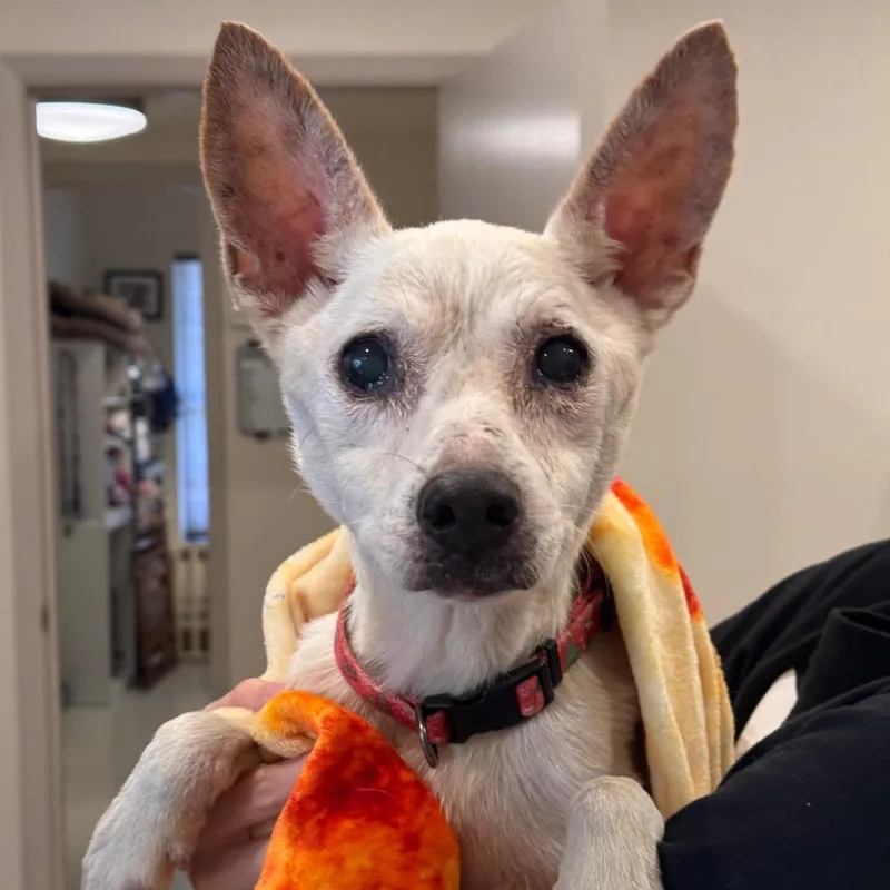 A senior small-sized male Rat Terrier dog named Bones for adoption in San Antonio, TX