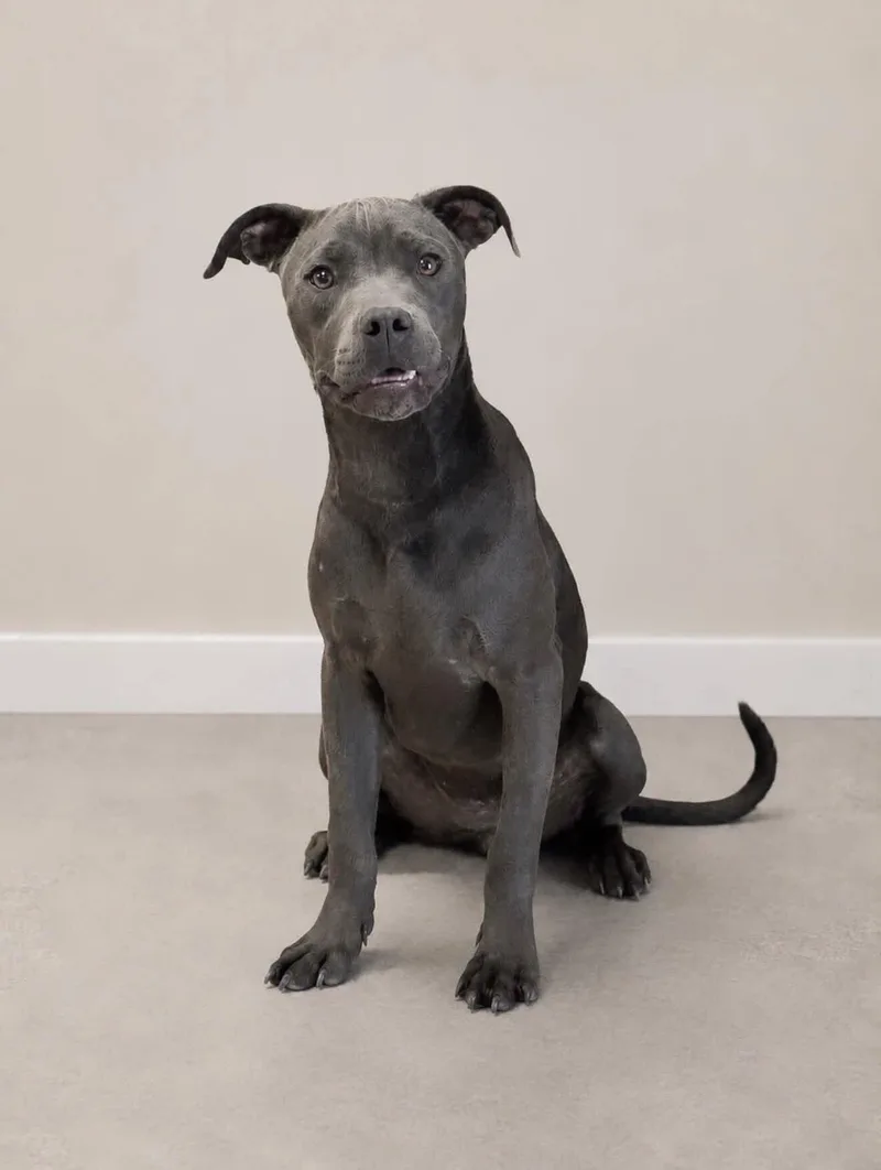 Delilah thumbnail 3