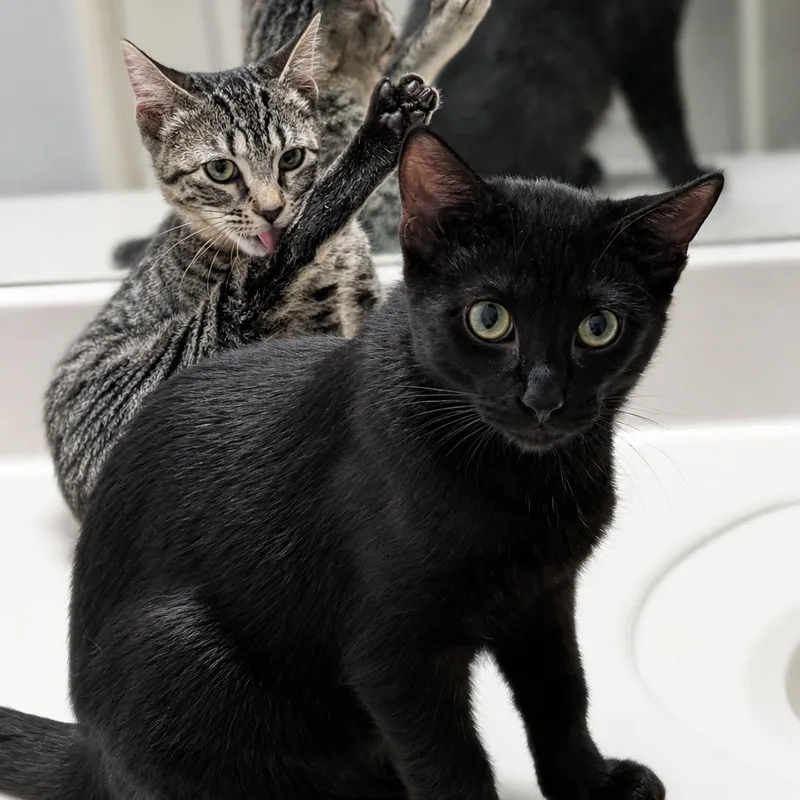 A baby medium-sized male Black Domestic Short Hair cat named Bug for adoption in Houston, TX