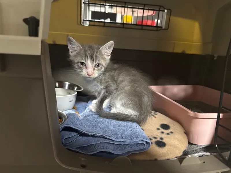 A baby small-sized male Domestic Short Hair cat named Socrates for adoption in Murray, KY