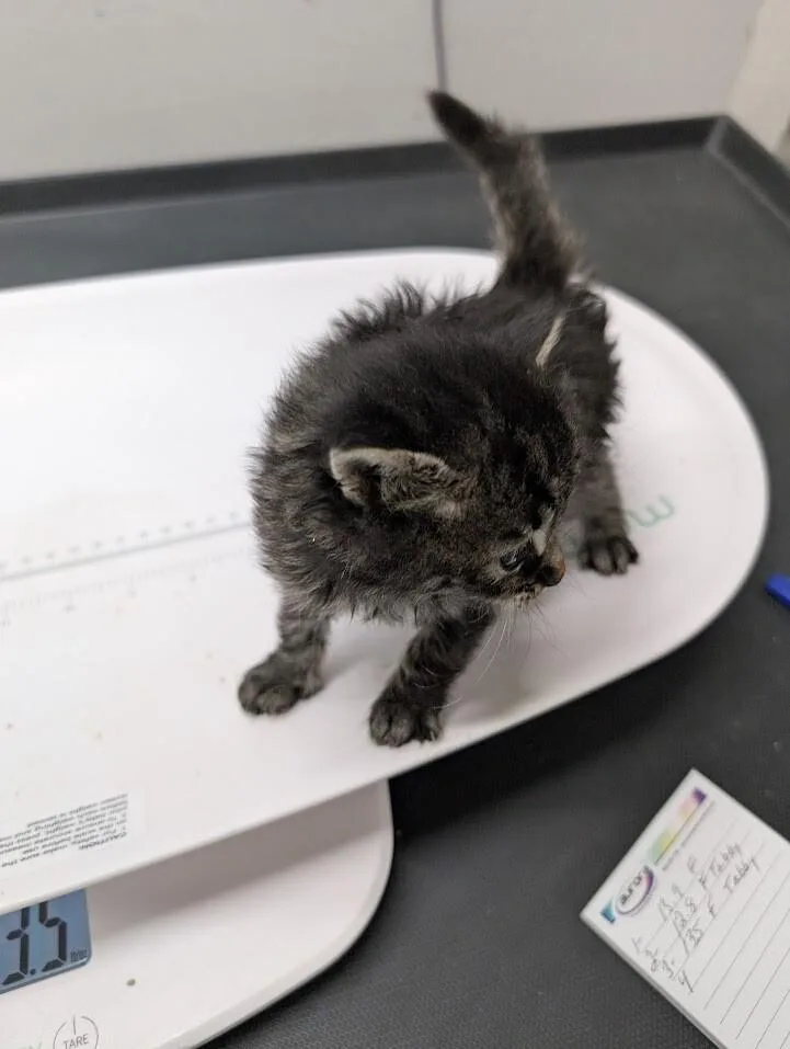 A young medium-sized female Tabby (Brown / Chocolate) Domestic Short Hair cat named Ruby for adoption in Adrian, MI
