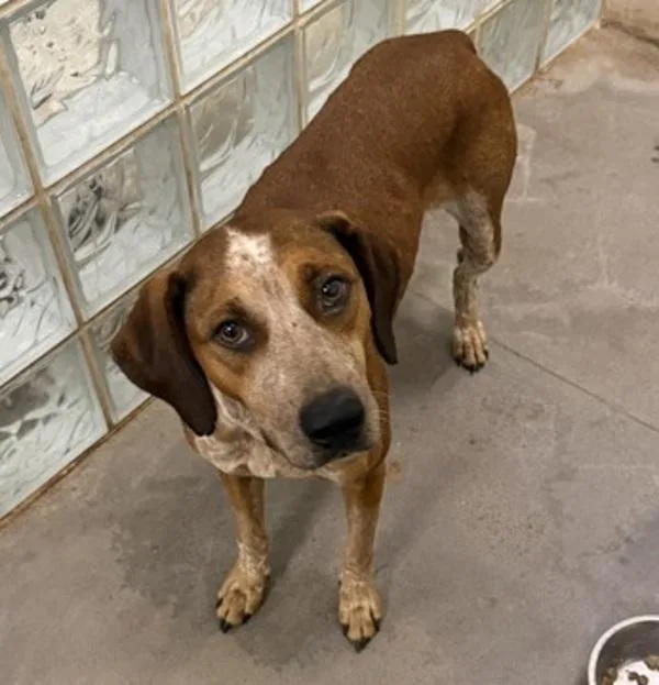 An adult medium-sized female Hound dog named Roux for adoption in Oakland, CA