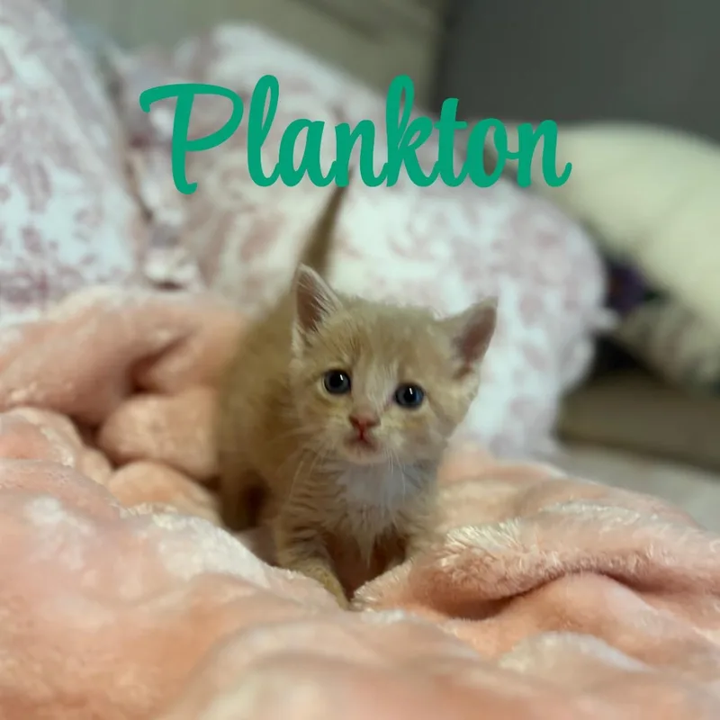 Plankton thumbnail 2