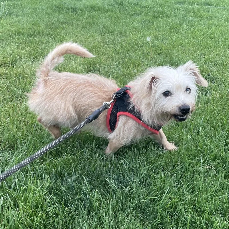 An adult small-sized male White / Cream Chihuahua dog named Dougie for adoption in Tacoma, WA