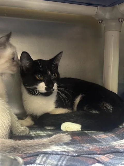 A young small-sized female Domestic Short Hair cat named Lulu Rose for adoption in Alameda, CA