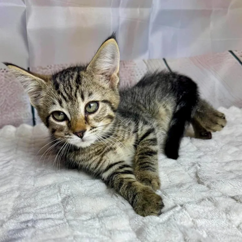 A baby medium-sized male Tabby (Brown / Chocolate) Tabby cat named Twix for adoption in Greensburg, PA
