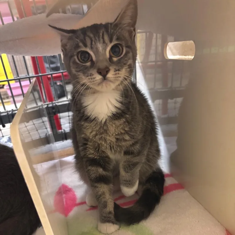 A young small-sized female Gray / Blue / Silver Domestic Short Hair cat named Crayon for adoption in Los Angeles, CA