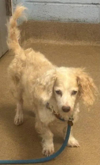 An adult small-sized male Mixed Breed dog named Sashimi for adoption in Chamblee, GA