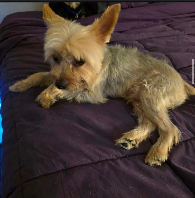 An adult small-sized male Silky Terrier dog named Snoopy for adoption in New York, NY