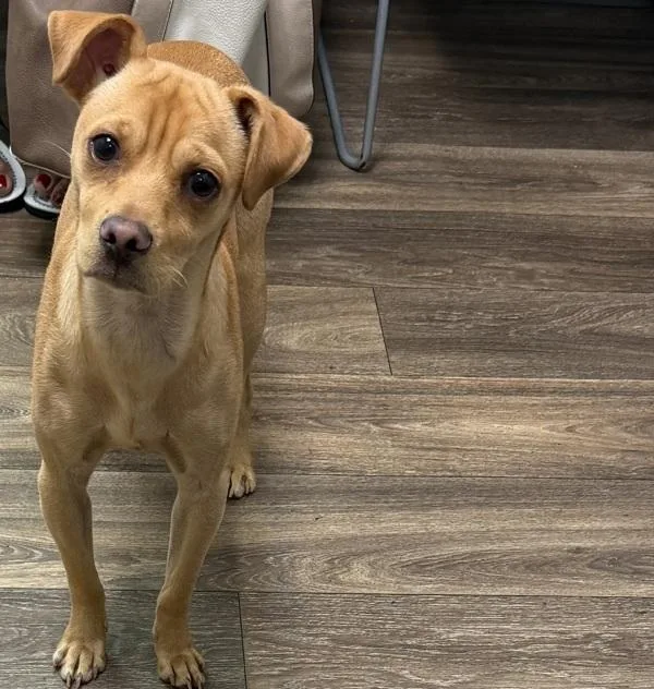 A young small-sized male Chihuahua dog named Blue for adoption in San Diego, CA
