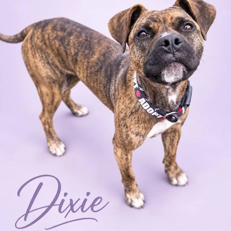 An adult large-sized female Presa Canario dog named Dixie for adoption in manchester, PA