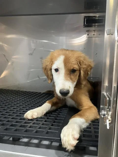 A baby large-sized male Mixed Breed dog named Fat Pack for adoption in Dallas, TX