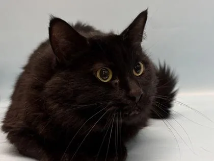 An adult small-sized male Domestic Long Hair cat named Batman for adoption in Golden Valley, MN