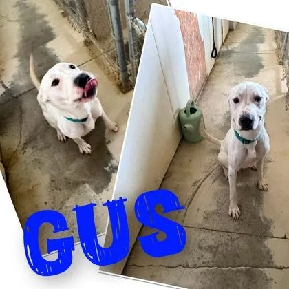 Gus
