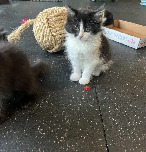 A baby small-sized female Domestic Short Hair cat named Cheesecake for adoption in Kenosha, WI
