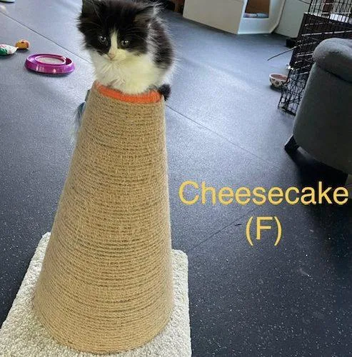Cheesecake thumbnail 3