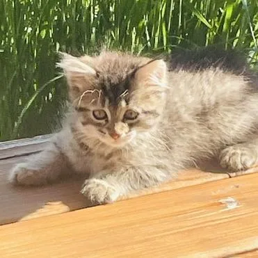 A baby small-sized female Brown / Chocolate Domestic Medium Hair cat named Jane C for adoption in Princeton, MN