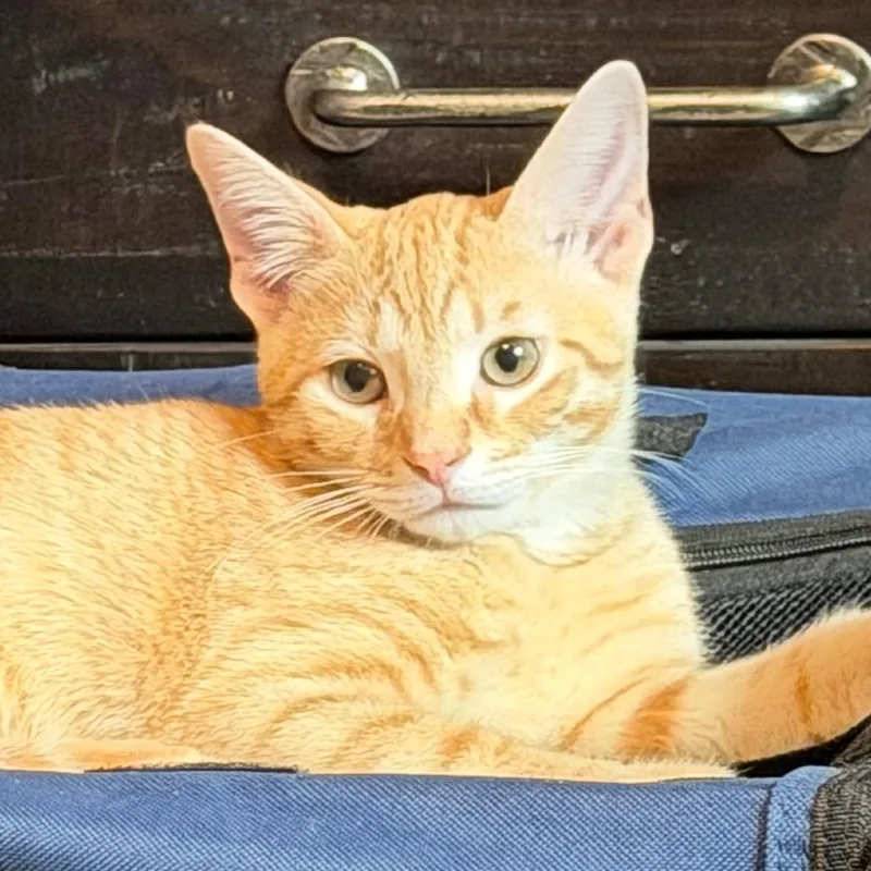 A baby small-sized male Orange / Red Domestic Short Hair cat named Brady for adoption in Cincinnati, OH