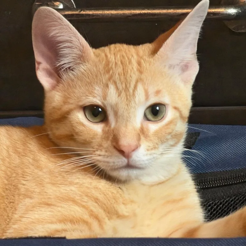 Brady thumbnail 2