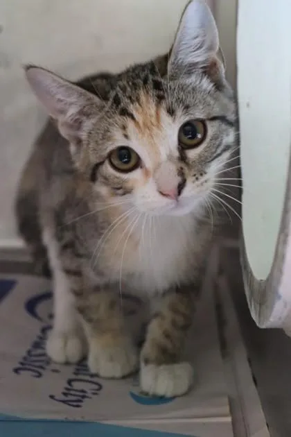 A baby small-sized female Domestic Short Hair cat named Bulldozer for adoption in New Orleans, LA