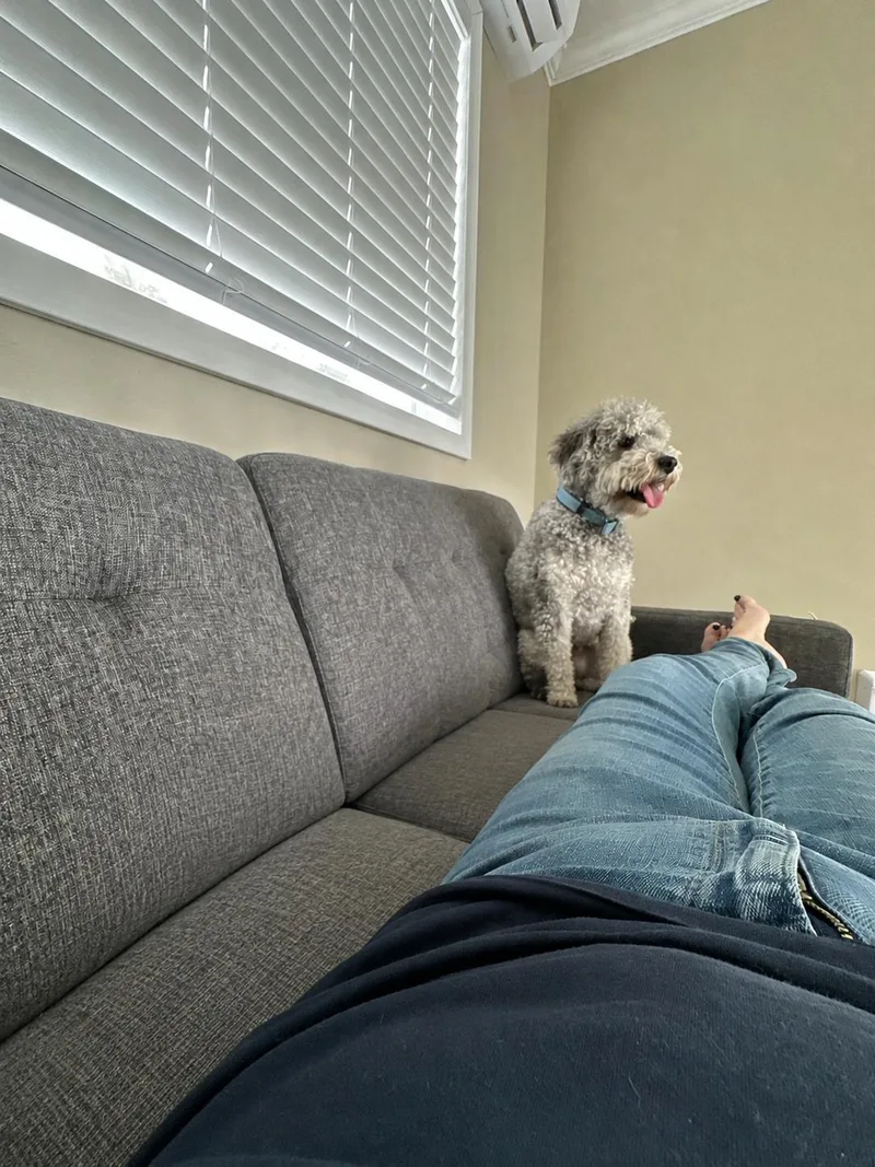 Joey thumbnail 3