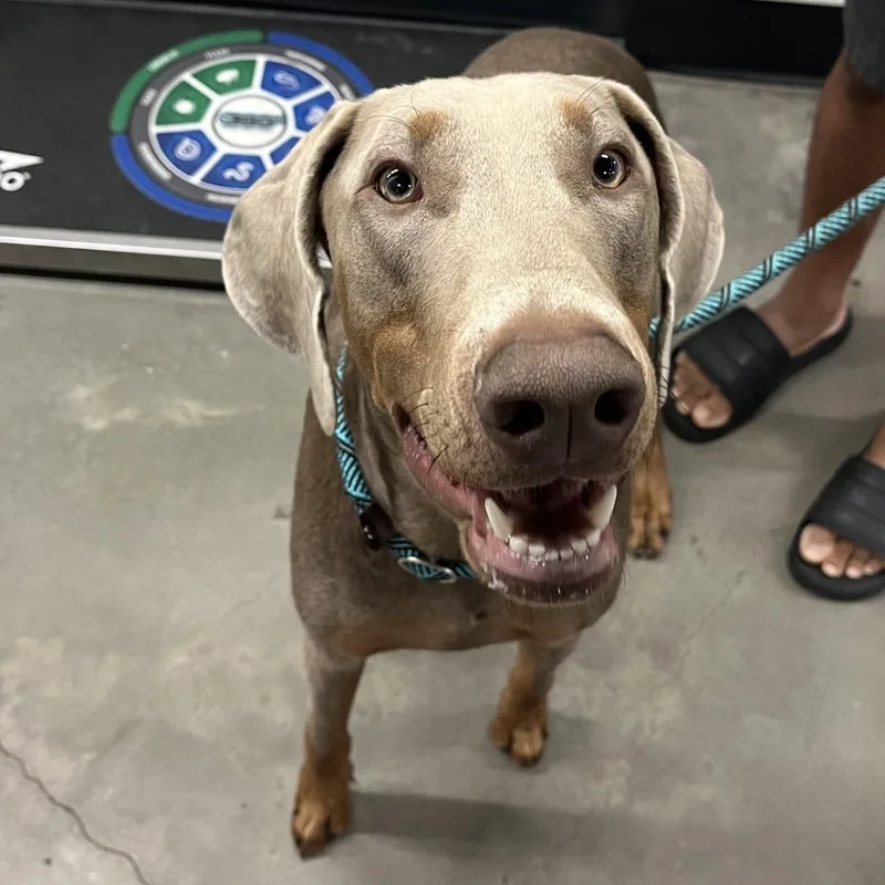 A young large-sized male Gray / Blue / Silver Doberman Pinscher dog named Koopa for adoption in Tampa, FL