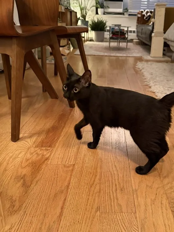 A young medium-sized female Domestic Short Hair cat named Korra for adoption in New York, NY