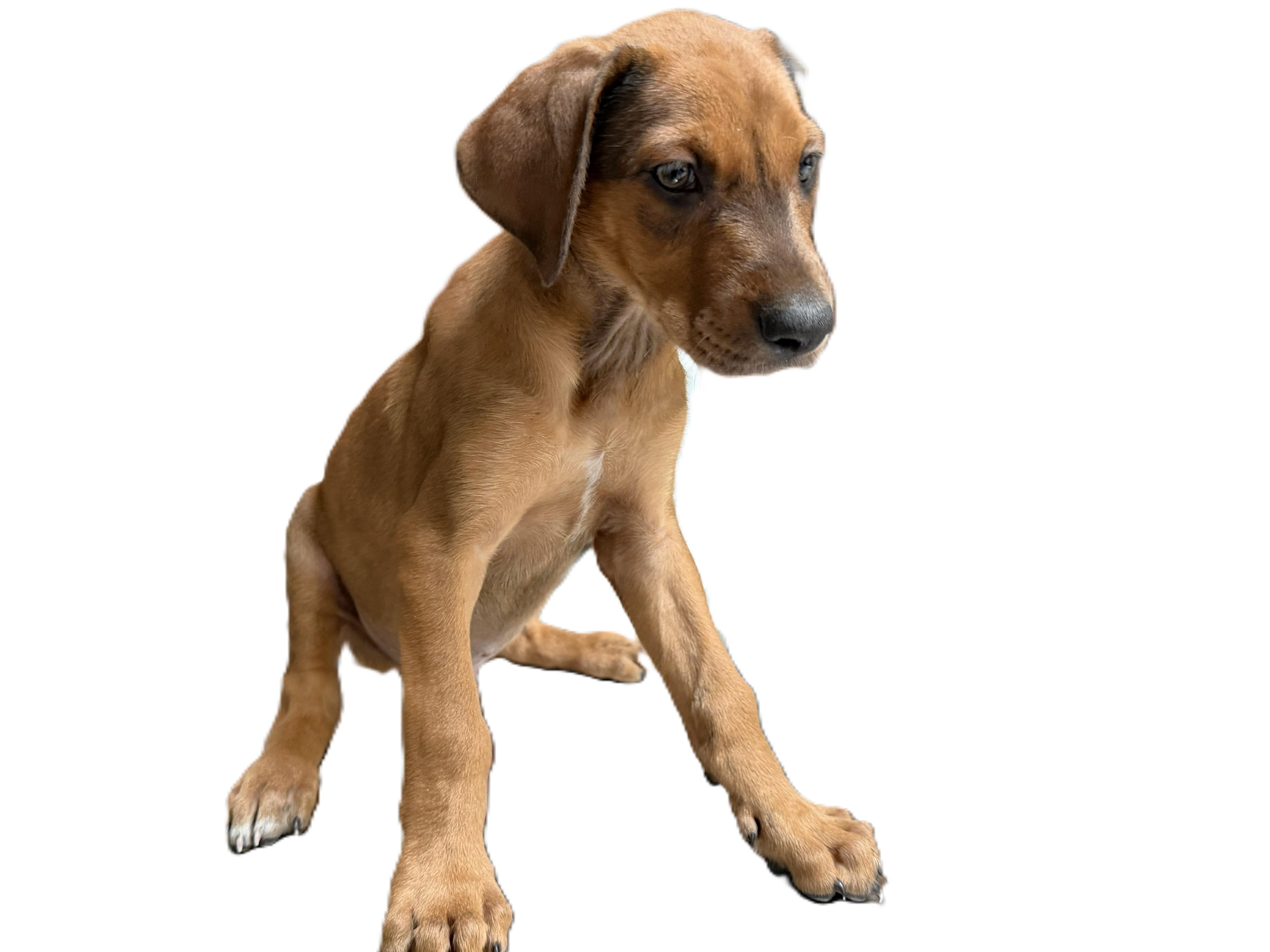 A baby medium-sized female Doberman Pinscher dog named Pam for adoption in Los Angeles, CA