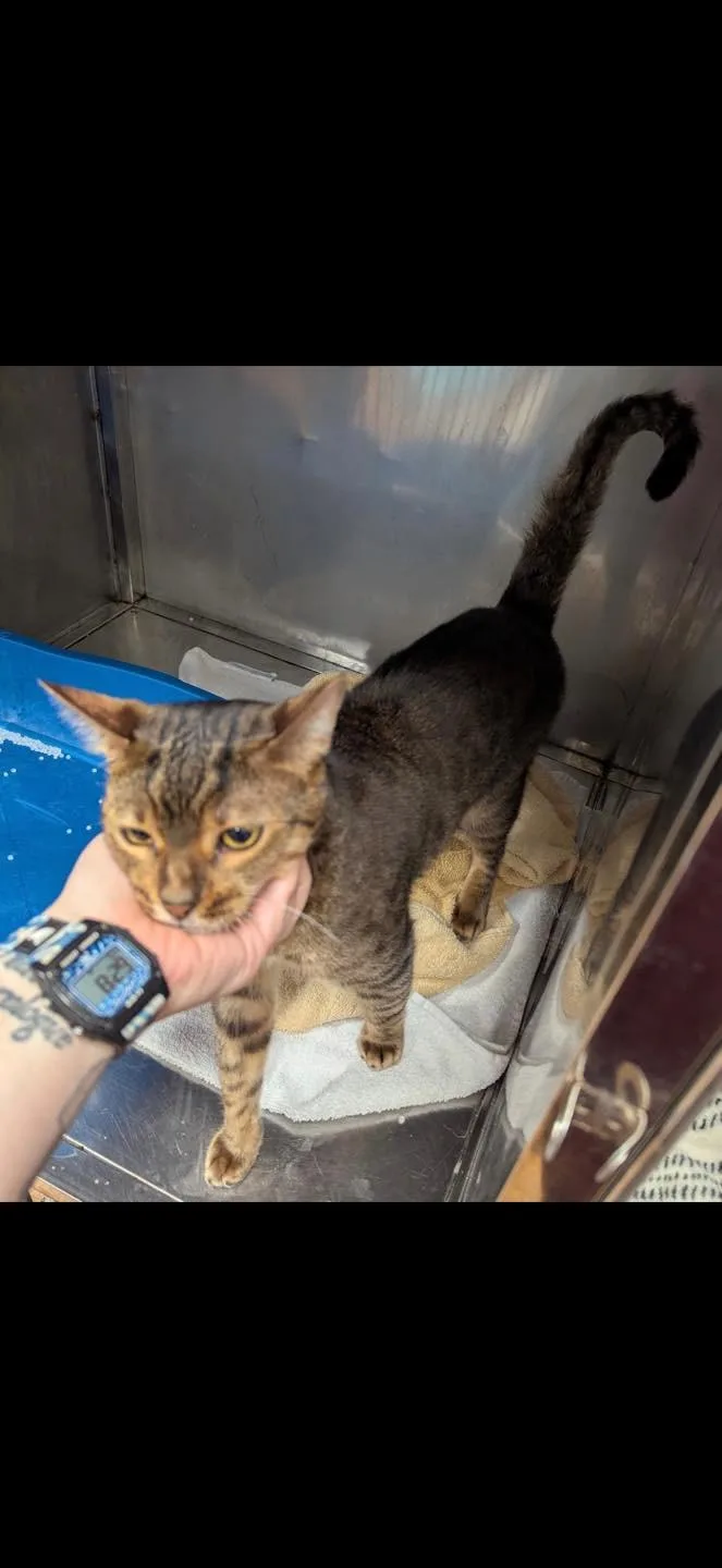 An adult medium-sized male Tabby (Brown / Chocolate) Bengal cat named Canelo FL for adoption in Louisville, KY