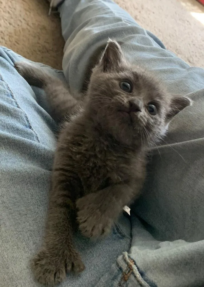 A baby small-sized male Extra-Toes Cat / Hemingway Polydactyl cat named Tully for adoption in Saint Augustine, FL