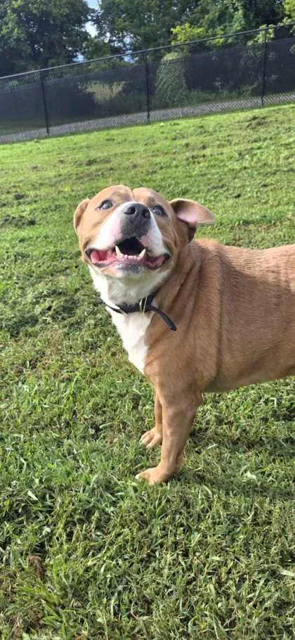 An adult large-sized male Pit Bull Terrier dog named Huston for adoption in Sevierville, TN
