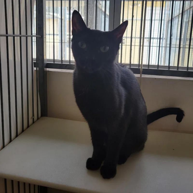 An adult medium-sized female Black Domestic Short Hair cat named Sadie for adoption in Santa Barbara, CA