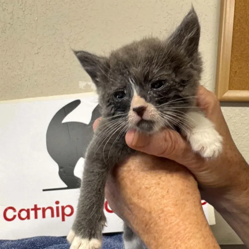 A baby small-sized female Domestic Medium Hair cat named Dulce for adoption in Willows, CA