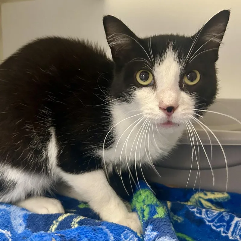 An adult medium-sized male Black Domestic Short Hair cat named Sal for adoption in St Joseph, MO