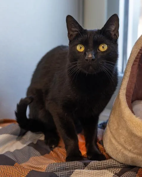 An adult medium-sized male Domestic Short Hair cat named Max for adoption in Leesburg, VA