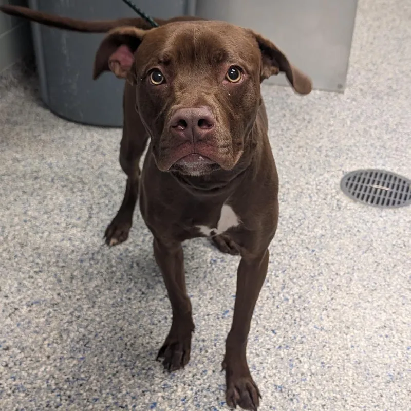 A young medium-sized female Brown / Chocolate Retriever dog named Chocco for adoption in Greenville, SC