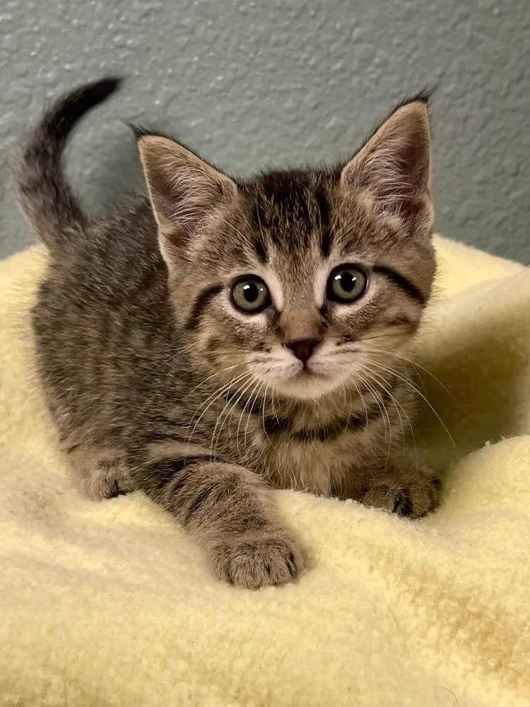 A baby small-sized male Domestic Short Hair cat named Cola for adoption in Jamestown, CA