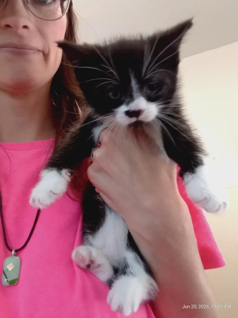 A baby small-sized male Domestic Short Hair cat named Rabbit for adoption in Saint James, MN