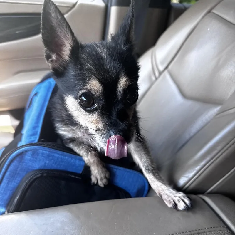 Chi Chi