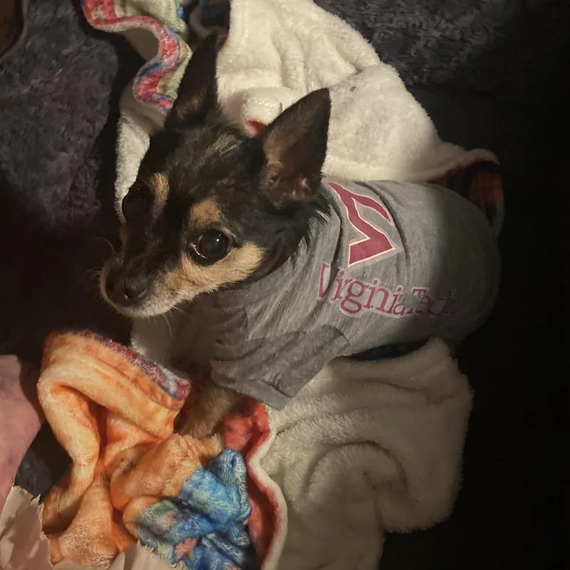 Chi Chi thumbnail 2