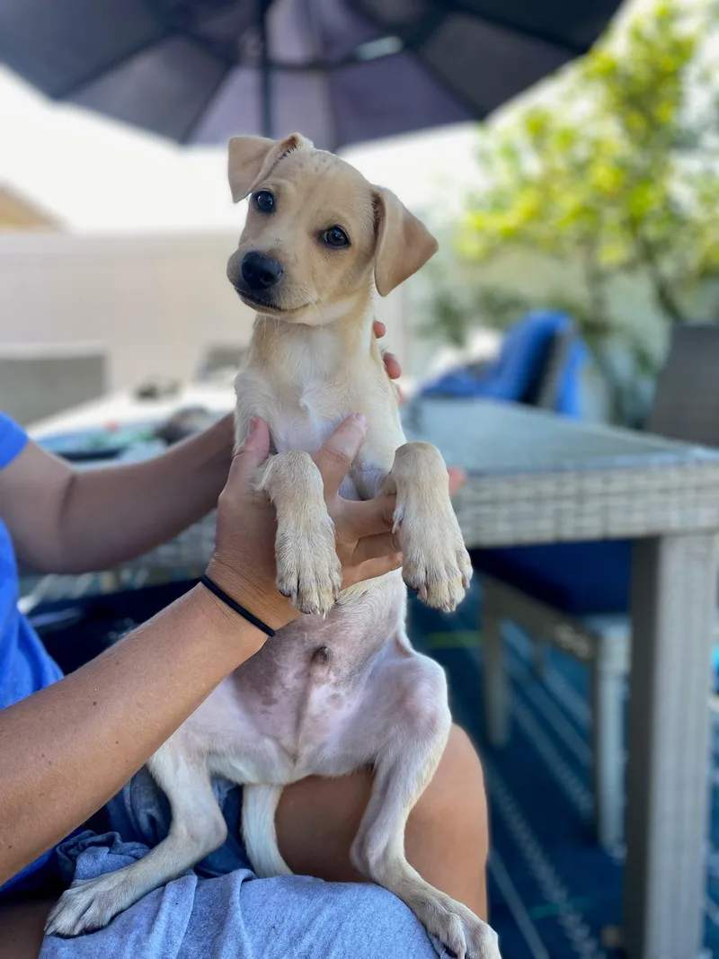 A baby small-sized male Labrador Retriever dog named Sourdough for adoption in San Diego, CA